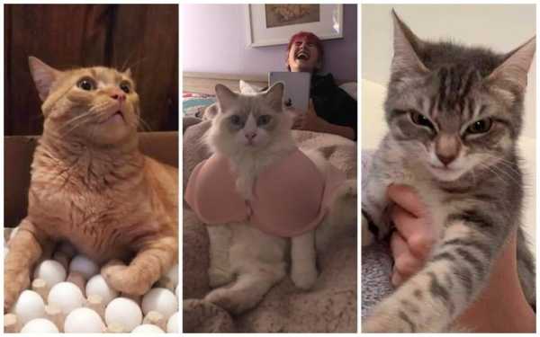 Что с ними не так? 20 странных фото котиков, которые вызывают дикое недоумение