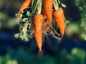 Обов’язкові процедури з підготовки грядки під посадку моркви, щоб отримати гарний урожай