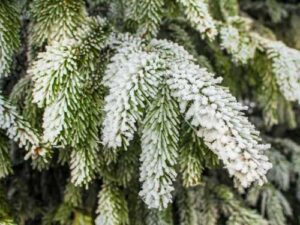 Чому досвідчені садівники рекомендують укривати рослини на зиму ялиновим гіллям