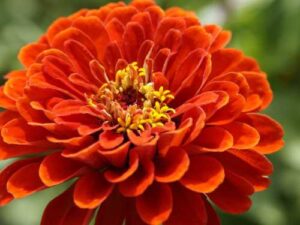 “Цінні поради вирощування прекрасної квітки”: Як і коли саджати розсаду цинії