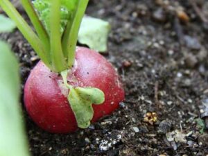 Як виростити на своєму городі великий редис: основні моменти посіву та догляду