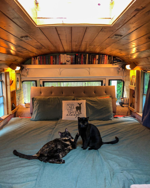 Кошки неплохо проводят время и на кровати хозяев.