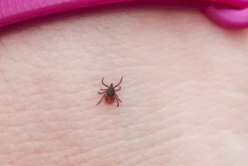 2 тисячі людей постраждали від укусів кліщів з початку року в Мінській області: названо найнеблагополучніші райони Клещ
