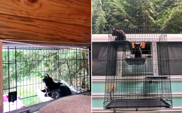 Катио для домашних любимчиков.