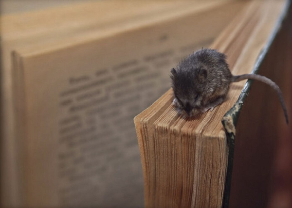 Крысы грызли страницы книг. / Фото: flectone.ru