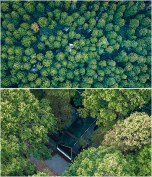 «Таємний» табір у лісах Уханя. «Секретный» лагерь в лесах Уханя.