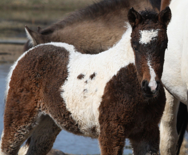 Забайкальская кучерявая лошадь.  Фото: i.pinimg.com.