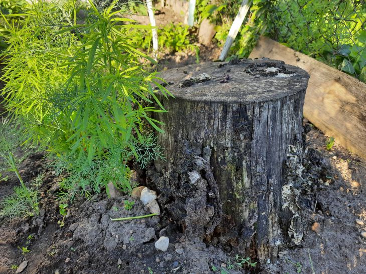 Чим посипати пень, щоб він згнив: про це не розповість сусід по…