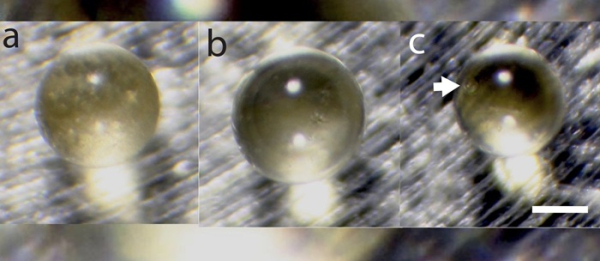 Микроскопические стеклянные бусинки - единственный источник информации о древнем метеорите. /Фото: livescience.com