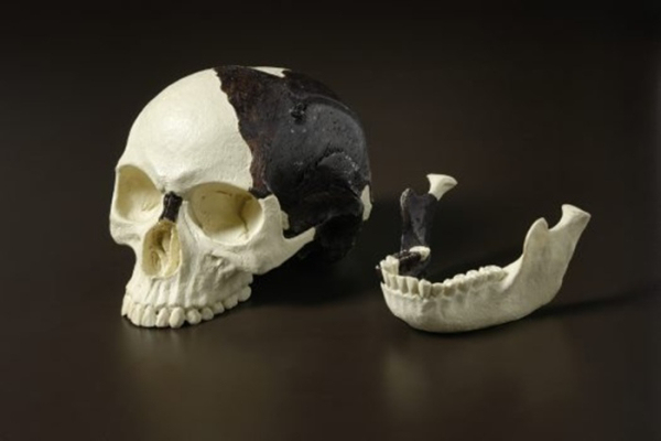 Самый известный случай мистификации в антропологии. /Фото: australian.museum