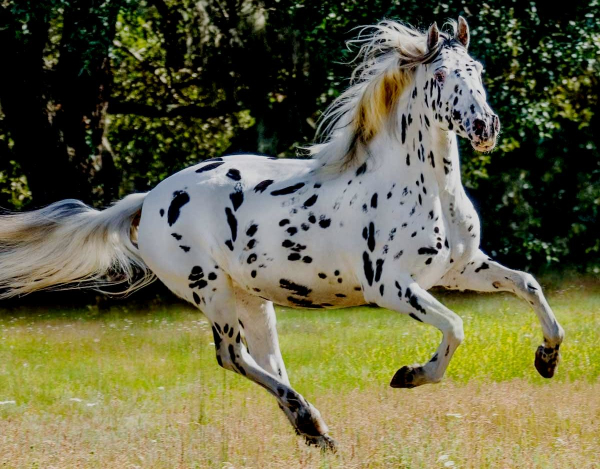 Великолепный Кнабструппер.  Фото: yanashla.com.