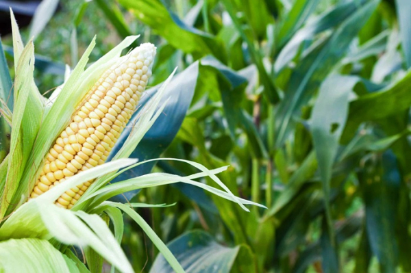 Кукуруза стала источником вдохновения для сразу двух ацтекских божеств. /Фото: ticketmachupicchu.com