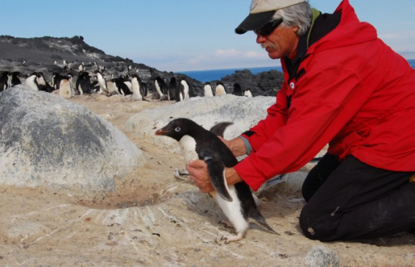 Спасать жизнь пингвинам - благородная профессия.