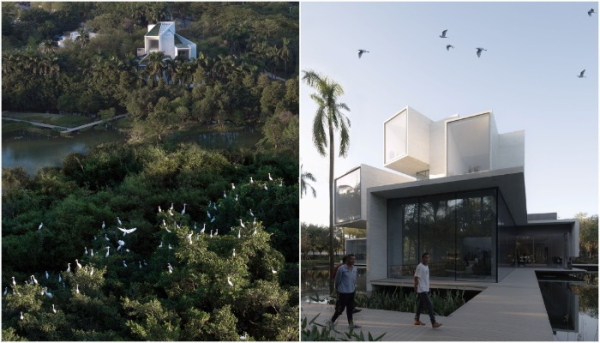 Пышный «рай для цапель».