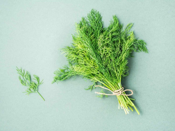 Укропу приписывали массу мистических свойств, но почему-то противоположных друг другу. /Фото: allrecipes.com