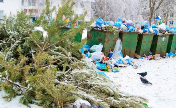 Обычно елки складывают около мусорных баков. / Фото: chgtrk.ru