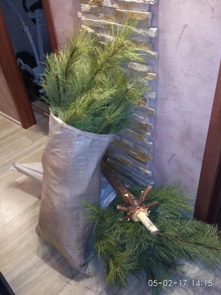 Можно распилить елку на части. / Фото: drive2.ru