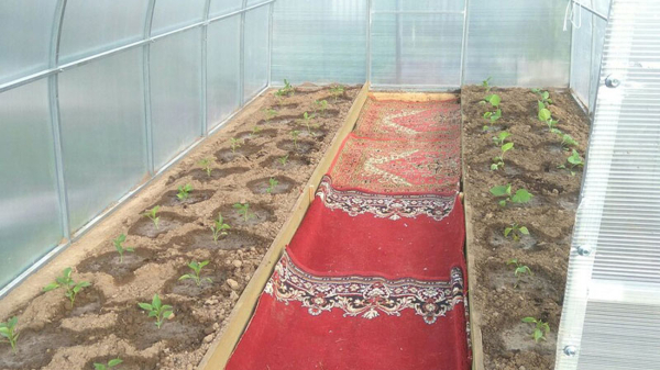 Дорожки в теплице из ковра смотрятся уютно. / Фото: chelyabinsk.carpet-gold.ru 