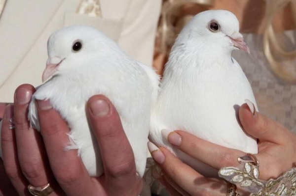 Кохання за контрактом чи контракт щодо кохання?