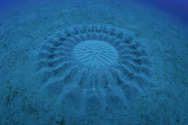 Круги под водой - неожиданное открытие японских дайверов. /Фото: sciencefocus.com