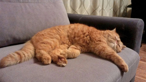 Ковер можно превратить в когтеточку. / Фото: alnikol.livejournal.com 