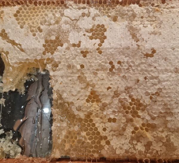 З чим категорично не можна їсти мед: він перетворюється на отруту