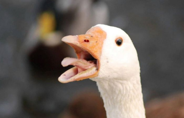 Справа не до смаку: чому гусячі яйця не знайдеш при прилавках магазинів