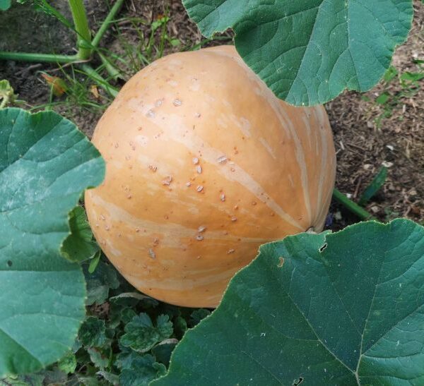 Який перекус врятує від синіх кіл під очима: їжа замість консилера працює за 3…