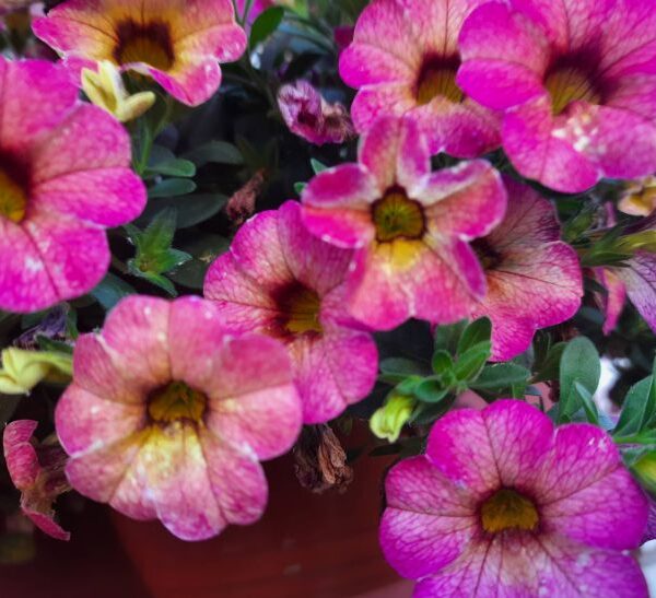 Примхлива петунія: як посіяти дрібне насіння, щоб воно зійшло стіною