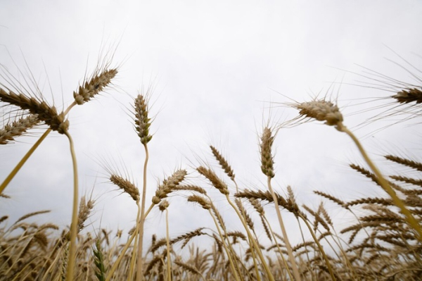 Щоб урожай був достатнім, із посухою борються керуванням опадами. /Фото: bloomberg.com Чтобы урожай был достаточным, с засухой борятся управлением осадками. /Фото: bloomberg.com