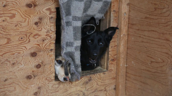 Ковер отлично утепляет будку. / Фото: priut-kozhuhovo.com 