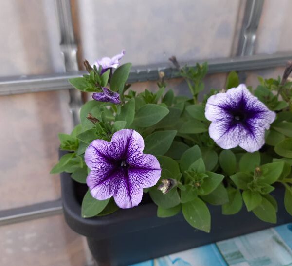 Головна 27 Чому петунія витягується: вмикаємо режим «Сонце» на підвіконні