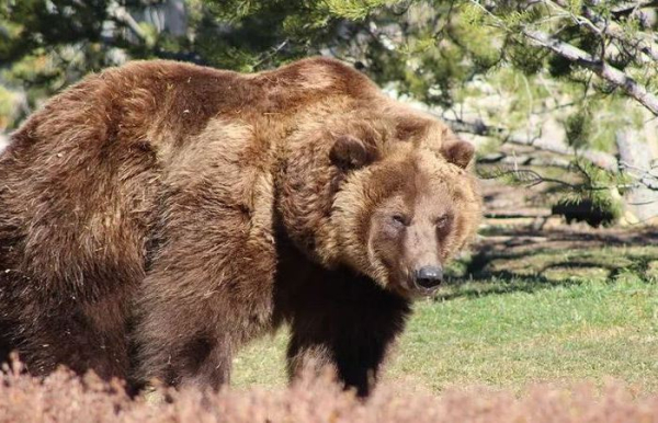 Удивительно, но медведь весьма пуглив. /Фото: howstuffworks.com. 