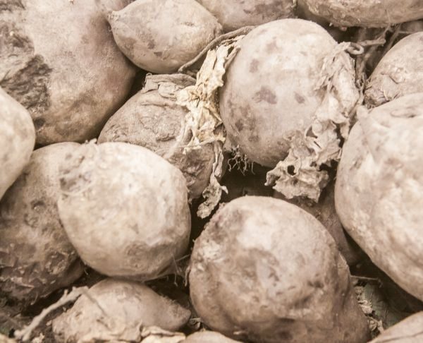 Чому вінегрет шкідливий: продукти, що крадуть здоров'я