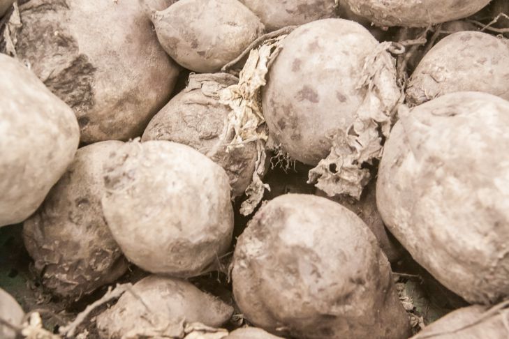 Головна 59 Чому вінегрет шкідливий: продукти, що крадуть здоров'я