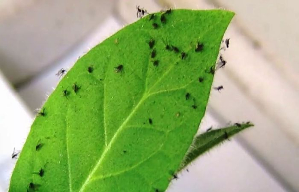 Есть несколько эффективных способов борьбы с вредителями.  Фото: hibiny.ru.