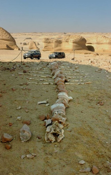 Фрагмент скелета кита з Сахари. /Фото: en.wikipedia.org Фрагмент скелета кита из Сахары. /Фото: en.wikipedia.org