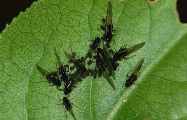 Почвенные мушки.  Фото: vreditelisos.ru.