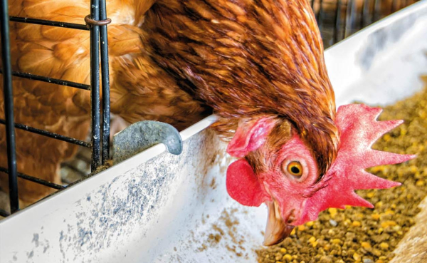 Всё зависит от питания Фото:istockphoto.com