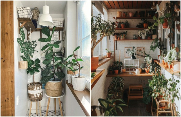 Перенесите все растения на лоджию