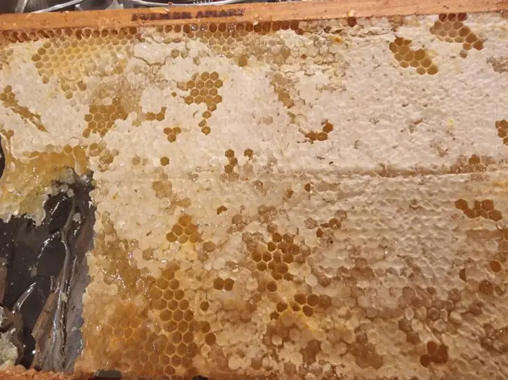 Головна 62 Що корисніше: мед чи цукор – порівняння ударної дози глюкози