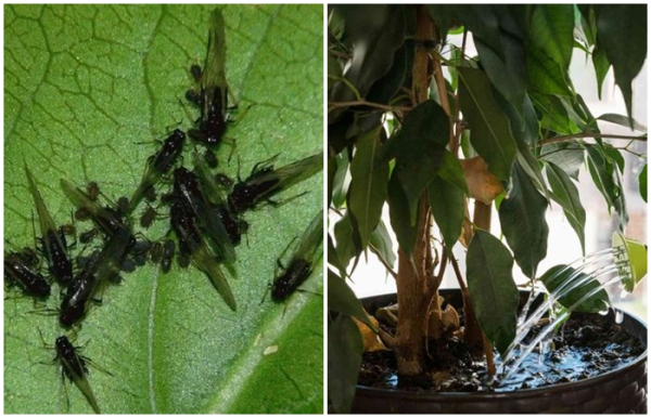 Головна 27 Якраз і назавжди позбутися ґрунтових мушок без шкоди для рослин