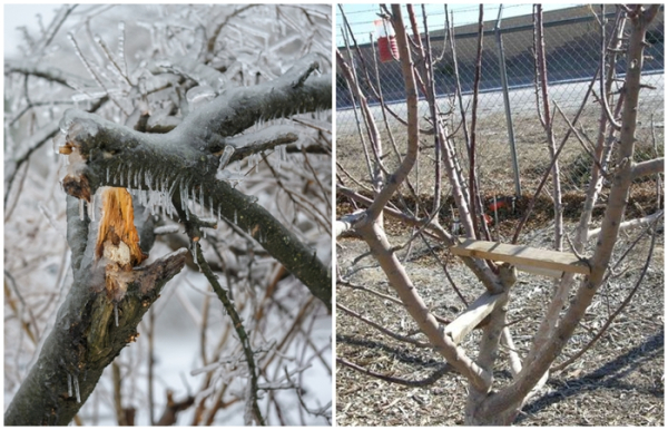 Чим небезпечно зледеніння дерев та як за допомогою правильного догляду мінімізувати шкоду&hellip;