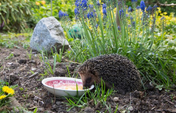 Можна залучити їжаків та інших корисних тварин. Фото: spikesfood.co.uk. Можно привлечь ежей и других полезных животных. Фото: spikesfood.co.uk.