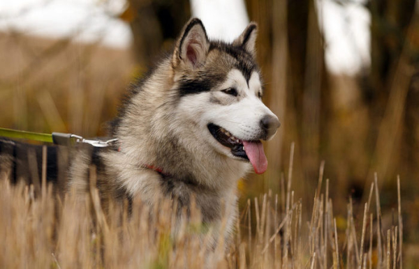 Серьёзная собака. /Фото: am-kennel.com. 