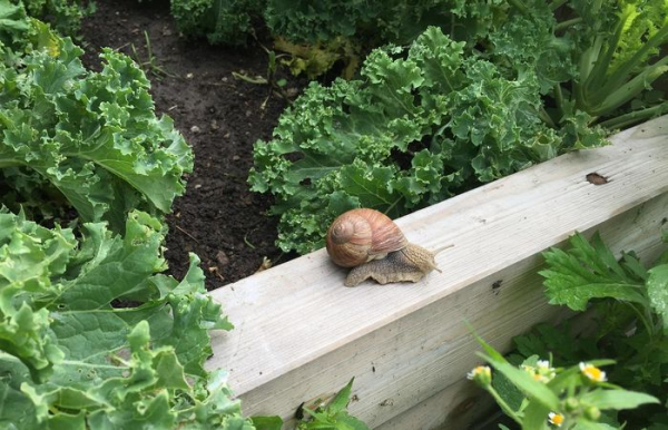 Равлики також можуть мігрувати з інших ділянок. Фото: cdn.pixabay.com. Улитки также могут мигрировать с других участков. Фото: cdn.pixabay.com.