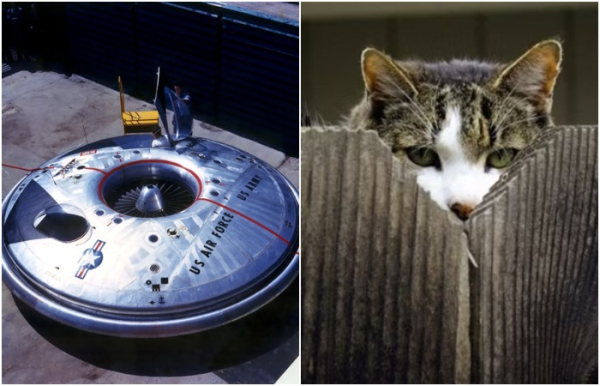 Коти-шпигуни та інші відверто дивні військові розробки, які в результаті провалилися