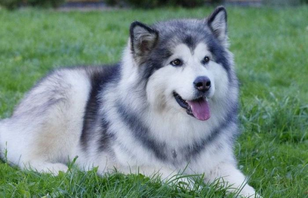 Головна 24 Маламут – чому насправді не варто заводити цього волохатого силача і впертого добряка