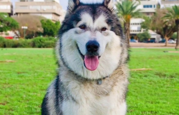 Порода не для квартиры. /Фото: YouTube.com. 