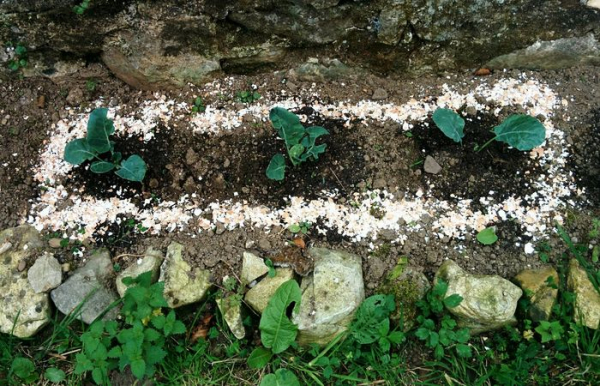 Яєчна шкаралупа служить чудовим бар'єром для черевоногих. Фото: newizv.ru. Яичная скорлупа служит отличным барьером для брюхоногих. Фото: newizv.ru.